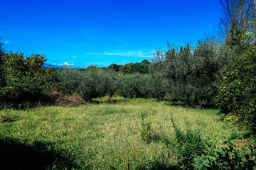 Fototapeta na wymiar View of olive trees of Italy