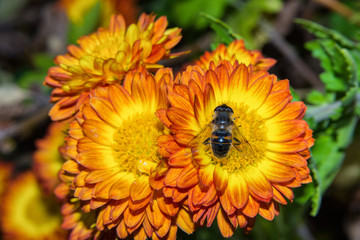 Insect fly Eristalis tenax on yellow-red flower chrysanthemum in the garden. Soft selective focus.