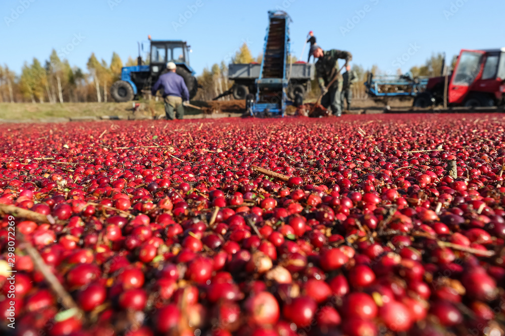 Wall mural cranberries floating on the water against the background of working farmers