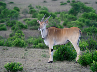 Common eland, Taurotragus oryx