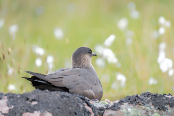 Arctic skua on her nest