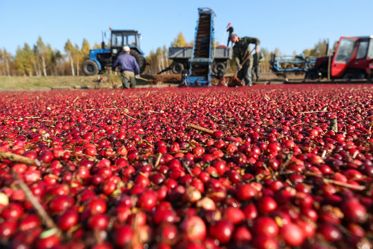 Cranberries floating on the water against the background of working farmers