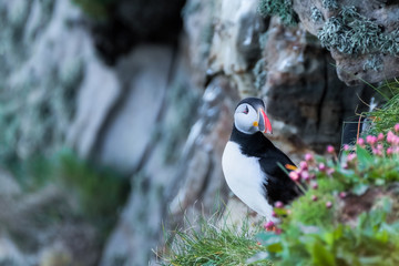 Puffin on a cliff ledge at the entrance to his burrow