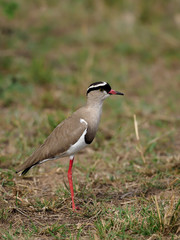 Crowned plover, Vanellus coronatus