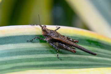 Grasshopper. Macro shot of baby little green grasshopper sitting on plantain leaf. The grasshopper is an insect of the suborder Caelifera in the order Orthoptera