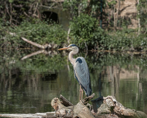 Grey heron, Ardea cinerea, a long-legged predatory, large bird standing in water. Nature landscape