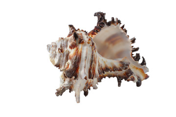 Seashell isolated on a white background.