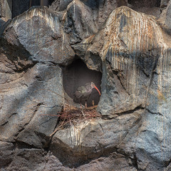 Northern Bald Ibis, Geronticus eremita, Hermit Ibis or Waldrapp is sitting in the nest on the rock