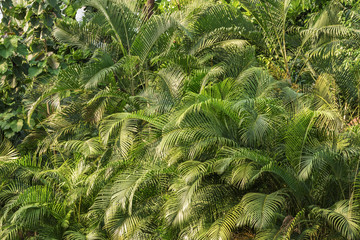 Amusement park. Tropical palm forest. Landscape for background