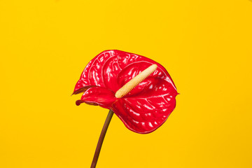 single red Anthurium exotic flower over yellow studio background. Minimal bright design.