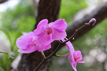 Beautiful Orchids planted in tree.