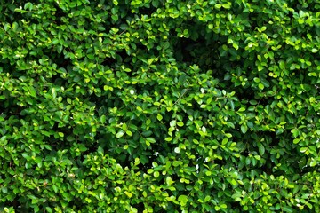 Fresh tropical green leaves wall background.