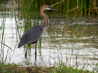Goliath heron, Ardea goliath,