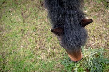 Chestnut coloured horse seen in from an unusual angle, eating an isolated Thistle in his livery...