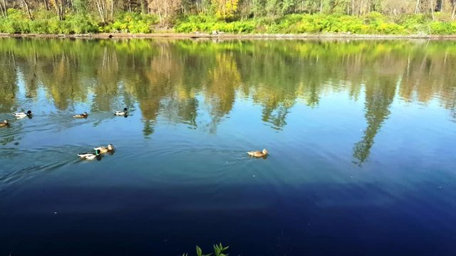 Group of ducks swimming on river flow seeking for insects fallen on water surface