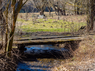 Small wooden bridge over a creek  in spring