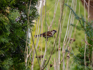 Sparrow sitting on a branch in the bushes