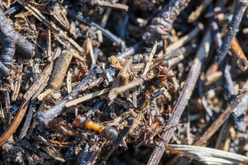 Big anthill in woods. Big anthill with colony of ants in summer forest, macro