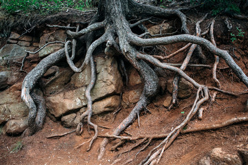  huge tree roots