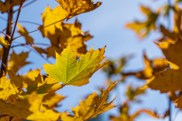 Autumn leaves of tree. Fall natural background of yellow orange green foliage. Scenic nature backdrop of autumn leaves. Multicolor autumn leafage tree. Colorful variegated foliage in sunlight