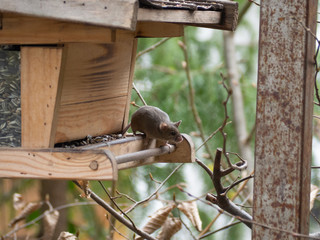 House mouse steals birdseed in a birdhouse