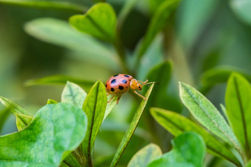 Oides decempunctatus, a leaf beetle species in Asia, commonly misidentified as a ladybug