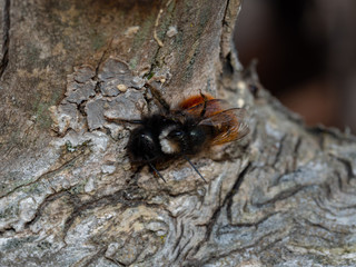 Mating time of the mason bee im Frühling