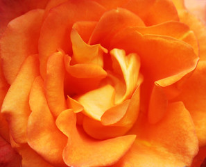 Soft and subtle orange rose