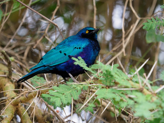 Greater blue-eared starling, Lamprotornis chalybaeus,