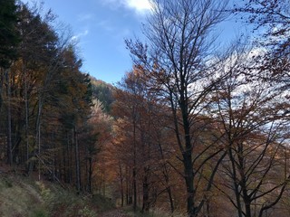trees and sky in the north Italian alps 