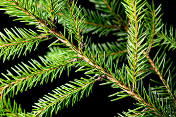 Green needles on a Christmas tree branch