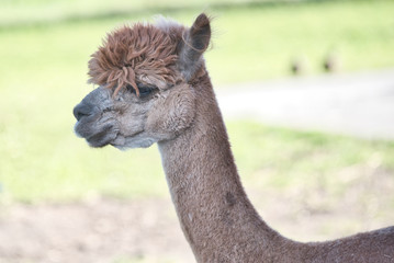 Obraz premium A sgaved Alpaca at an Alpaca Farm in the midwest during the fall season as part of a petting zoo