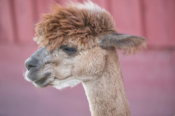 Obraz premium A sgaved Alpaca at an Alpaca Farm in the midwest during the fall season as part of a petting zoo