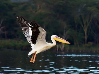 Great-white pelican, Pelecanus onocrotalus,