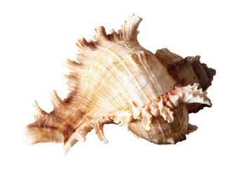 Sea shell isolated on a white background