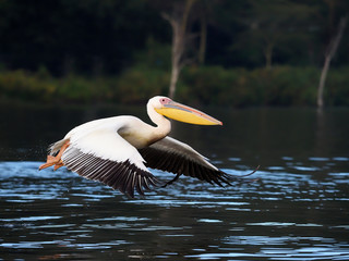 Great-white pelican, Pelecanus onocrotalus,