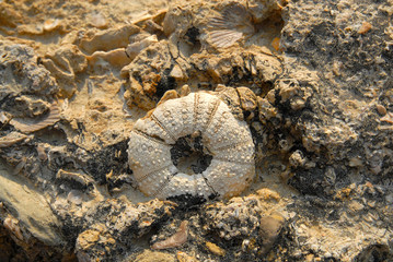 Fossil. Petrous clam-shell in Chahkooh Canyon. Qeshm Geopark, Qeshm Island, Iran.