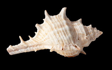 Sea shell isolated on a black background