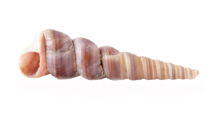 Sea shell isolated on a white background