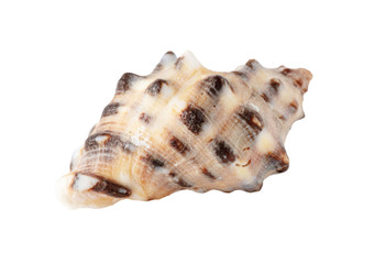 Sea shell isolated on a white background