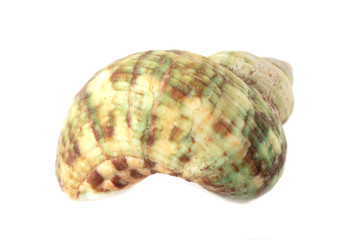 Sea shell isolated on a white background