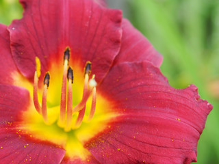 red and yellow lily macro