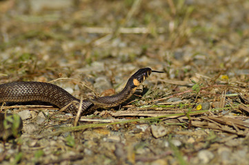 Small European grass snake through leaf 