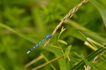 Small beautiful dragonfly on a leaf of grass 
