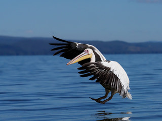 Great-white pelican, Pelecanus onocrotalus,