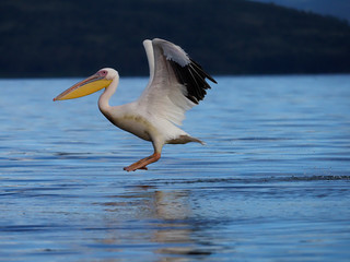 Great-white pelican, Pelecanus onocrotalus,
