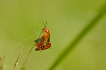 Small beautiful insects on a leaf of grass 