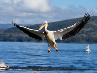 Fototapeta na wymiar Great-white pelican, Pelecanus onocrotalus,