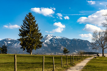 Fototapeta premium Alpenlandschaft mit Baum