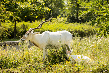 white goats in a field